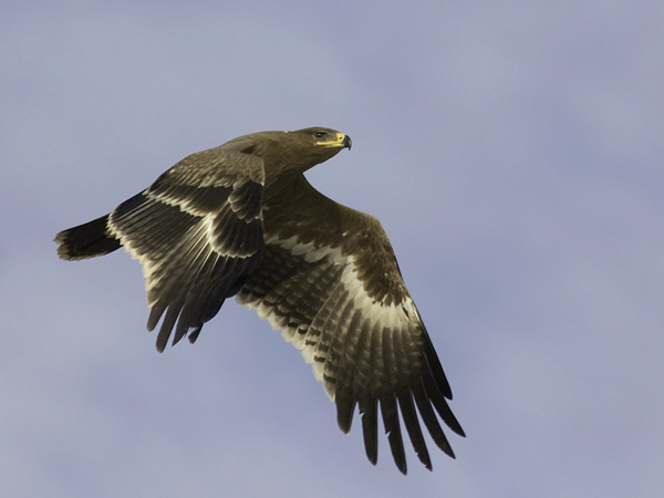 Arokotka, Steppe Eagle, Aquila nipalensis
